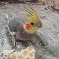 طوطی مهربون پر رو سخنگو