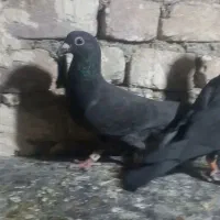 ماده زاغ نسل سینه سفید جوجش عکس اخر
