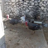 بوقلمون نر و مادر