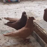 سرخ و زرد کرمونی کاکلی