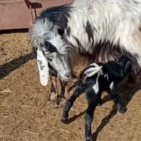 بزه کهردار|حیوانات مزرعه|ارسنجان, |دیوار