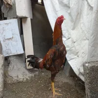 مرغ و خروس لاری