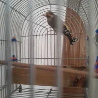 فروش یامعاوضه سهره دورگ|پرنده|شیراز, تاچارا|دیوار