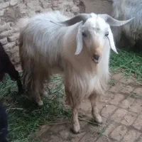 فروش یا معاوضه دبرچاق وتیزرون