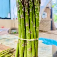 مارچوبه تازه سبز ارگانیک اصل