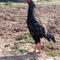 خروس لاری