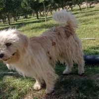 1111|سگ|لیلان, |دیوار