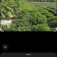 اجاره ۳ هکتار|اجارهٔ دفتر صنعتی، کشاورزی، تجاری|کمیجان, |دیوار