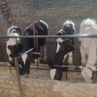 دوراس گوساله نر هلشتاین ویک ماده
