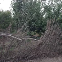 باغچه در بابا سلمان