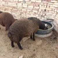 بره نر شیر مست