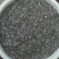 کنجد|خوردنی و آشامیدنی|گرگان, |دیوار
