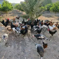 مرغ خروس و بوقلمون