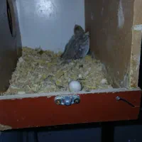 عروس هلندی جفت مولد|پرنده|تهران, هفده شهریور|دیوار