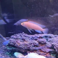 ماهی سیچلاید ماکرو زرد