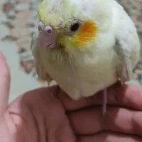 جوجه عروس هلندی سرلاکی|پرنده|محلات, |دیوار