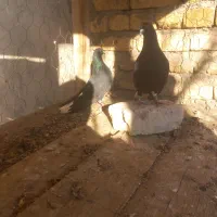 کفتر رنگی|پرنده|شال, |دیوار