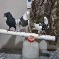 سلام ۵عددکفتر پرشی وزینتی