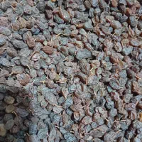 کشمش آفتابی بیدانه و فخری