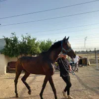 نریان یکسر خارجی درشت۱۷۵