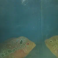 فلاور