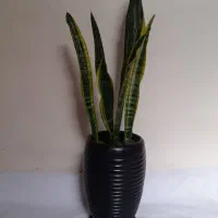 سانسیوریا ابلق شمشیری|گل و گیاه طبیعی|ملایر, |دیوار