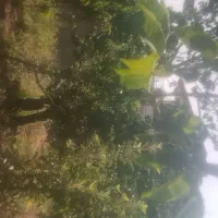 ۲۷۰ متر زمین جابان