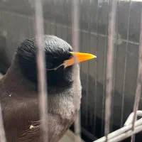 مرغ مینا|پرنده|فیروزآباد (فارس), |دیوار