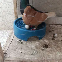جفتگا دم سفید کرمونی