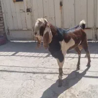 بز پاکستانی نجنی