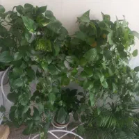 گل طبیعی|گل و گیاه طبیعی|شهرکرد, |دیوار