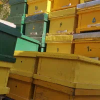 کندوی عسل|لوازم جانبی حیوانات|طالقان, |دیوار