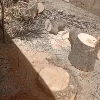 خرید چوب و قطع هر نوع درخت  (چوبوری)|خدمات باغبانی و درختکاری|هشتگرد, قاسم آباد بزرگ|دیوار