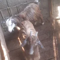 بزغاله بز خوشگل|حیوانات مزرعه|ماکلوان, |دیوار