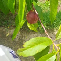 زمین 3000 متر چهار دیواری با سوئیت 60 متری سنددار