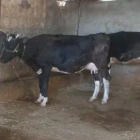 گاو هلشتاین با گوساله نر سیمینتال