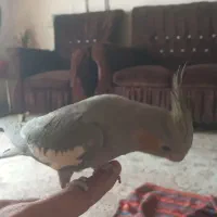 عروس هلندی