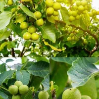 نهال های گردو