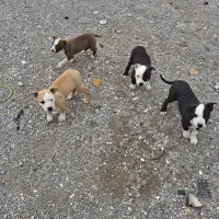 سگ نگهبان|سگ|ایلام, |دیوار