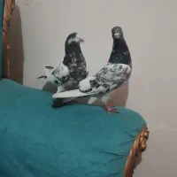 کبوتر|پرنده|تبریز, |دیوار