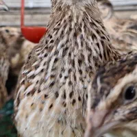 بلدرچین ۶ ماهه