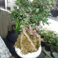 گل آزالیا میخک