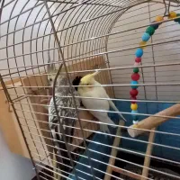 یک جفت عروس ۲جفت مرغ عشق