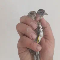 جوجه سهره های نیمگل خلخال