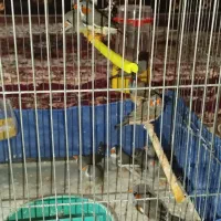 فنچ بازی گوش سالم و سرحال