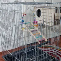 قفس عروس هلندی