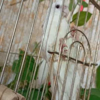 فروش فوری عروس هلندی|پرنده|خرم‌آباد, |دیوار