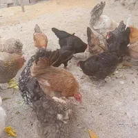 ۹ مرغ تخمگذار ۳ عدد خروس