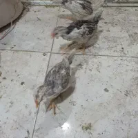 کبوتر رنگی با تهرانی|پرنده|ایلام, |دیوار