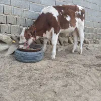 خریدار واقعی تماس